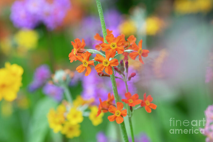 Orange Candelabra Primula Flowers Photograph by Tim Gainey Orange Candelabra Primula Flowers Photograph by Tim Gainey
