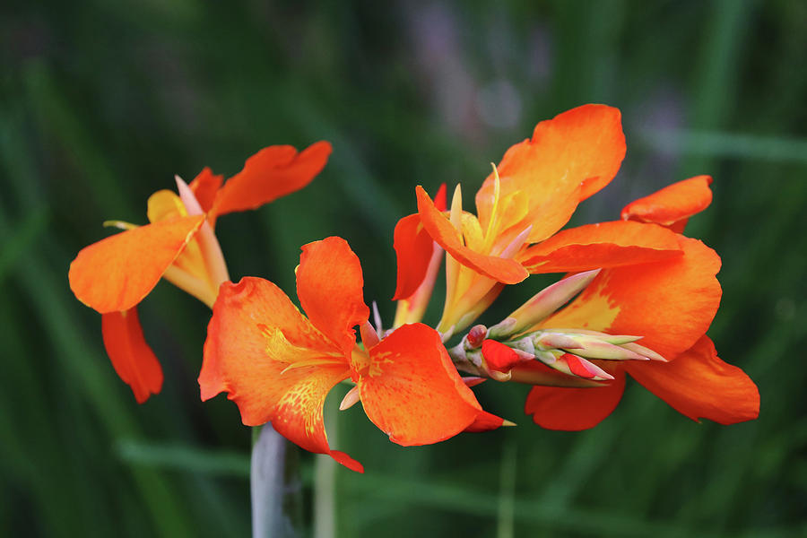 Orange Canna Lilies Photograph by Debbie Oppermann