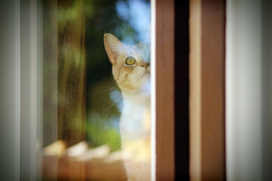 Cat Photograph - Orange Cat Looking Out Window by Les Classics