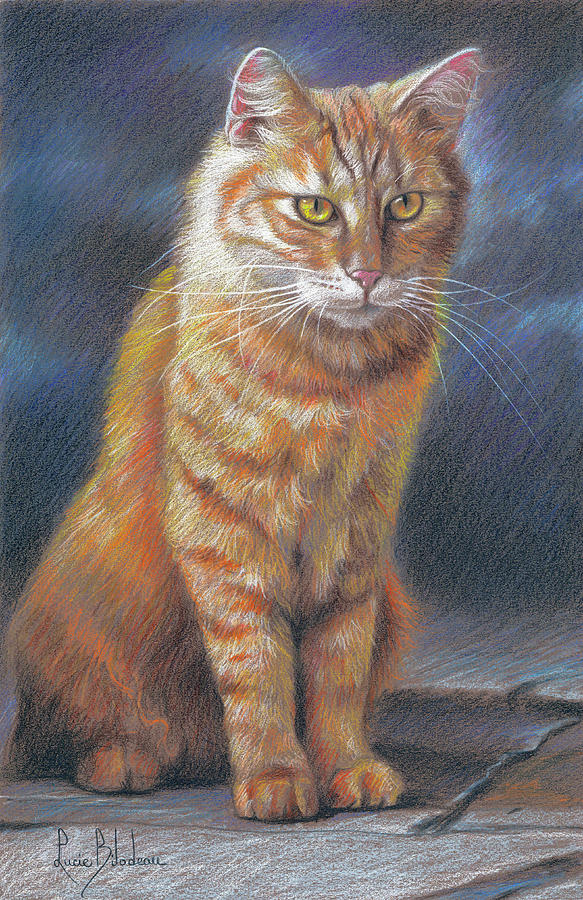 Orange Cat Drawing by Lucie Bilodeau