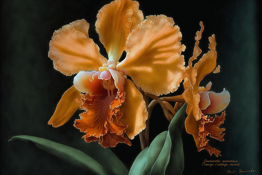 Orange Cattleya Orchid Painting by Kai Saarto