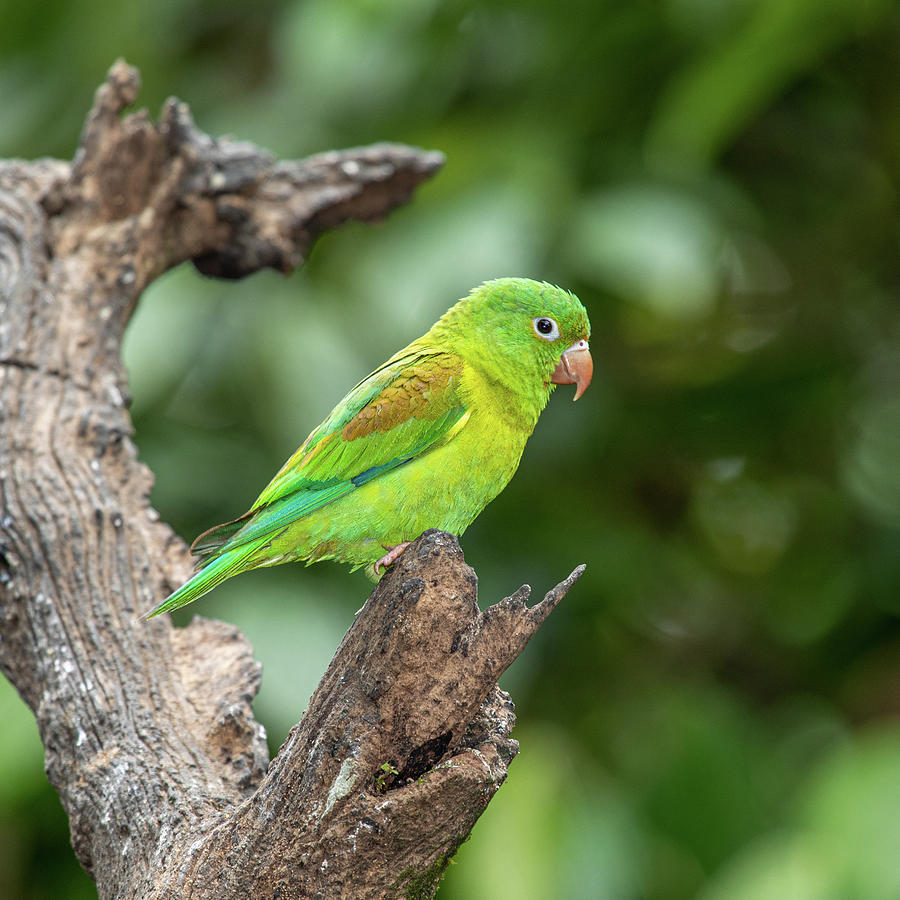 Orange-chinned Parakeet Photograph by Teresa Wilson