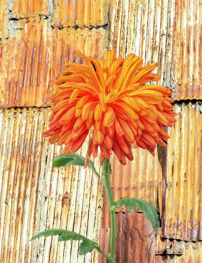 Orange Chrysanthemum Photograph by Cate Franklyn