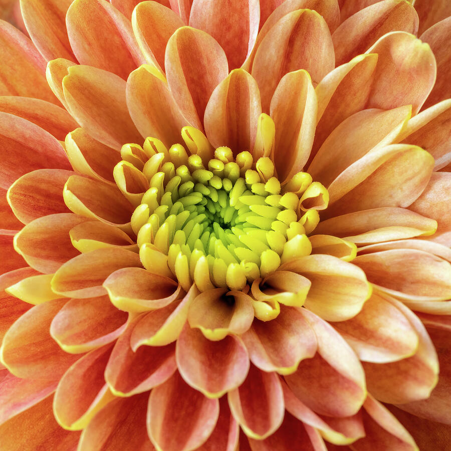 Orange Chrysanthemum Macro Photograph by Tanya C Smith