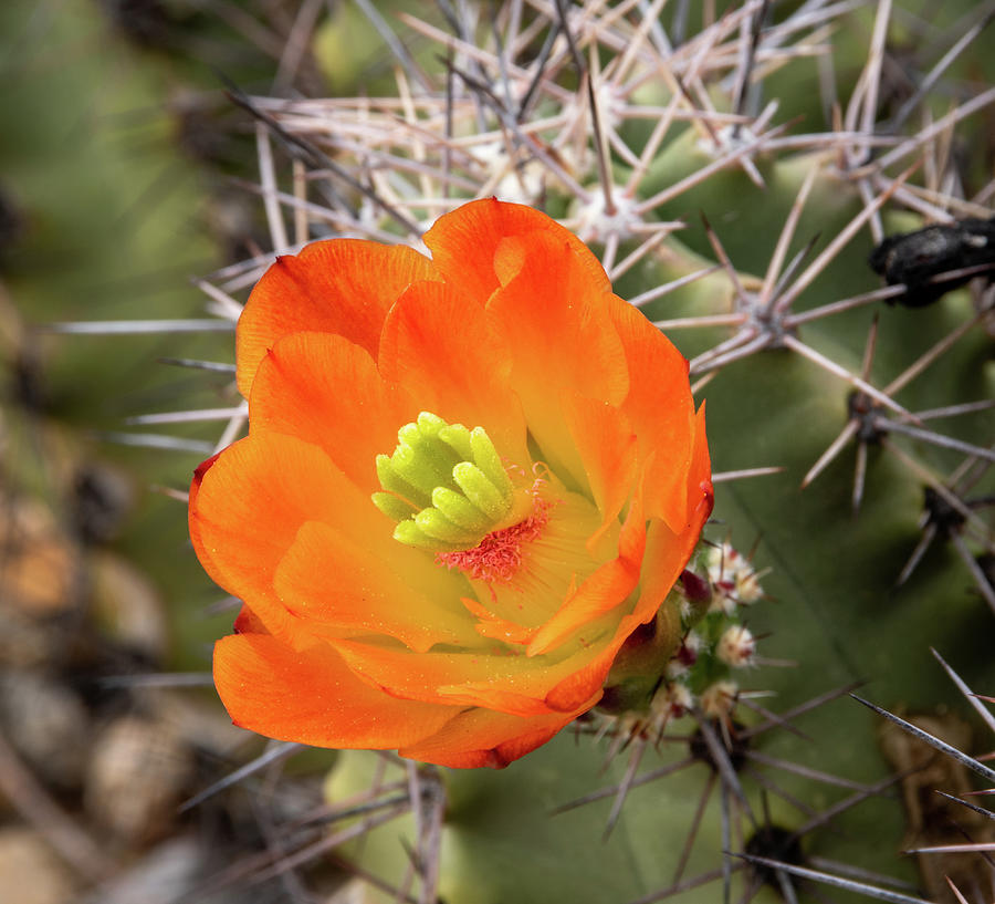Orange Claret Cup Cactus Bloom Photograph