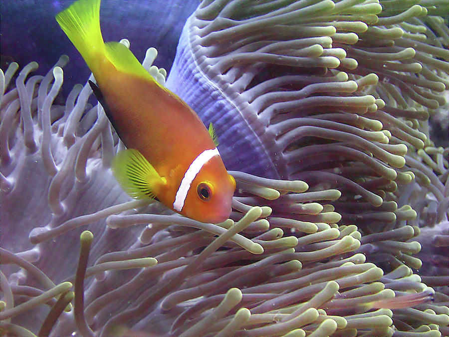 Orange Clownfish and an Anemone Photograph by Bill Cain - Fine Art America