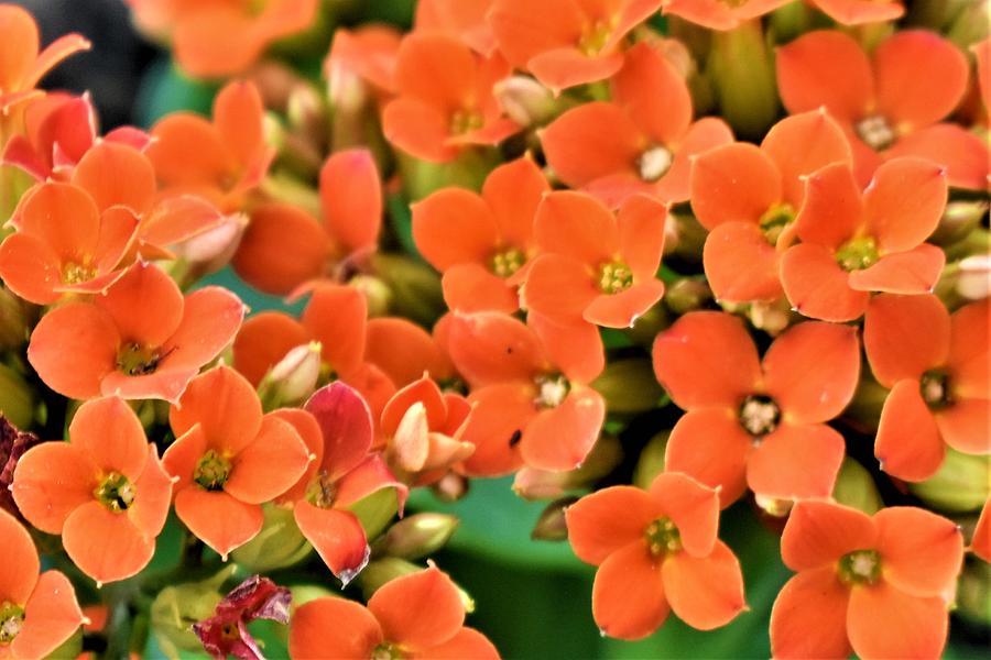 Orange Cluster Photograph by Karen Largent - Fine Art America