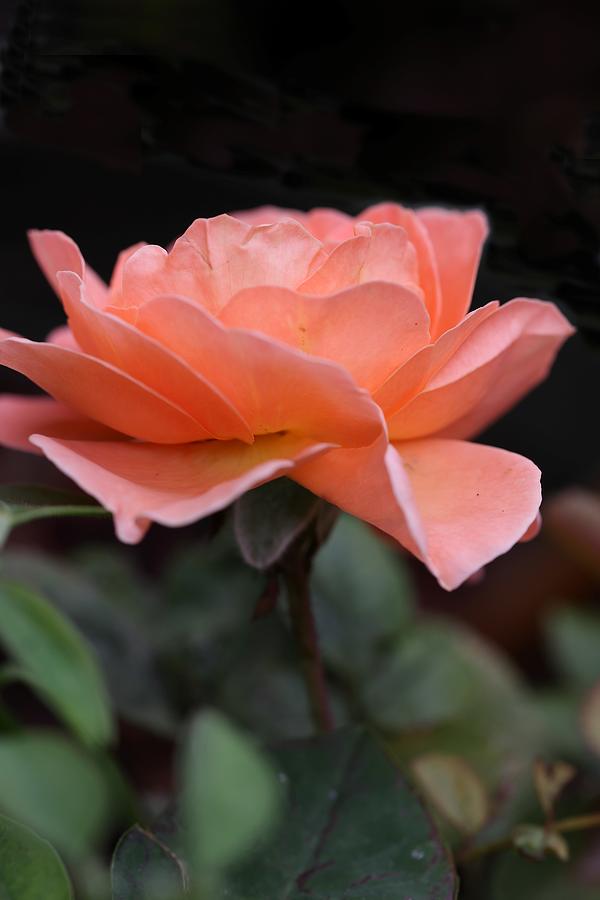 Orange-Colored Rose Photograph by Mingming Jiang Orange-Colored Rose Photograph by Mingming Jiang