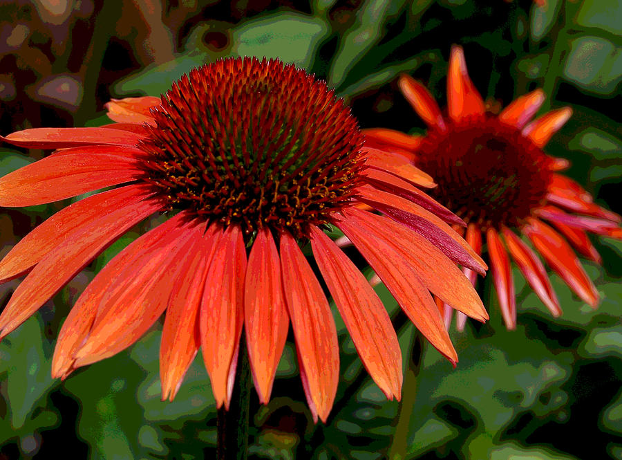 Orange Cone Flowers Photograph by Suzanne Gaff