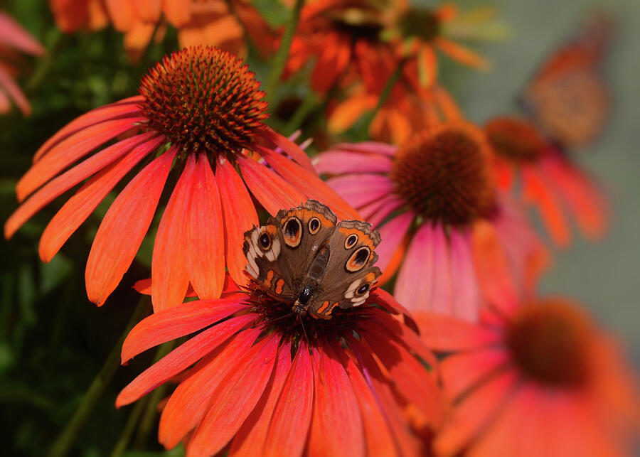 Butterfly Photograph - Orange Cone Flowers with Buckeye and Monarch Butterflies in Akron Ohio by Sheri Fresonke Harper