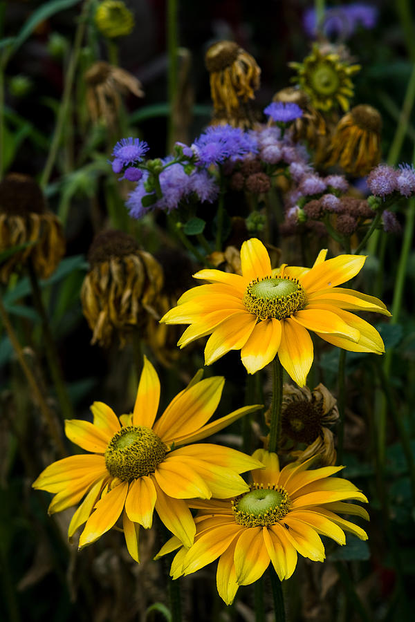 Orange Coneflower Photograph - Coneflower - 138205 by Marcio Faustino Orange Coneflower Photograph - Coneflower - 138205 by Marcio Faustino