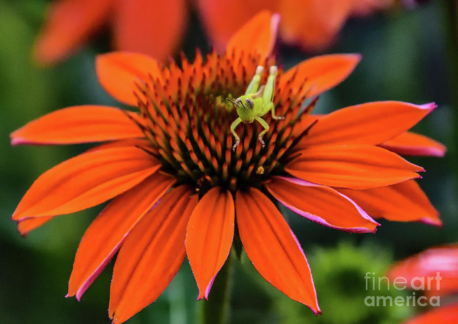 Orange Coneflower And The Baby Grasshopper Photograph