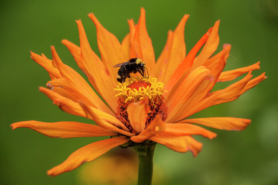 Orange Coneflower with Bee, Canada Photograph by Venetia Featherstone-Witty