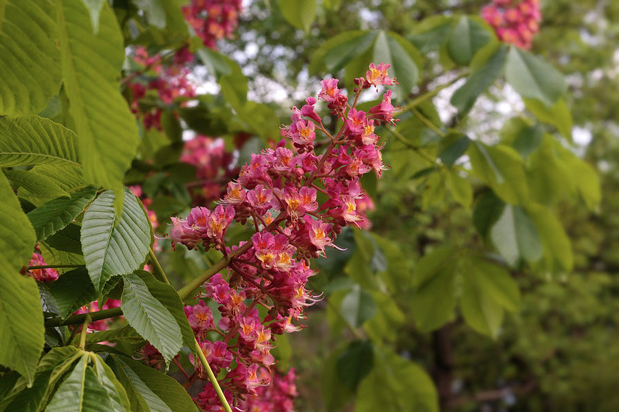 Orange Conker Or Horse-chesnut Tree Flowers Photograph by Betzalit Inky ...