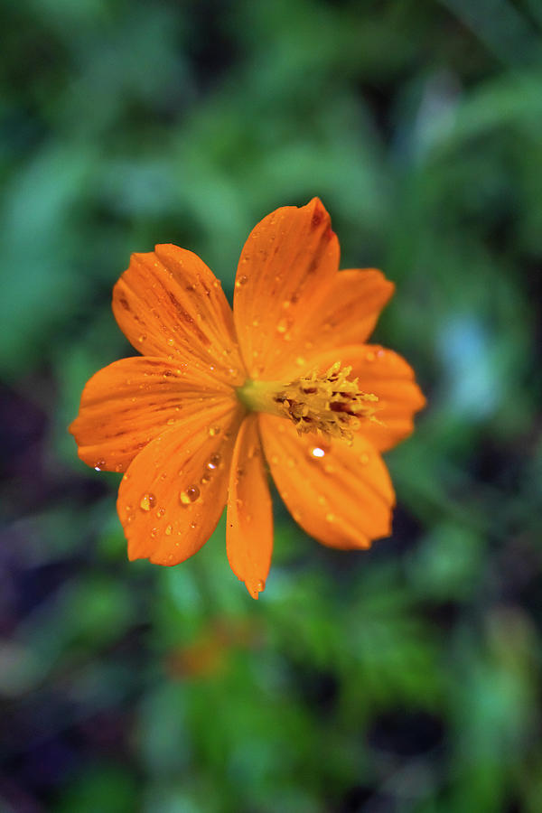Orange cosmos flower Photograph by Lilia S