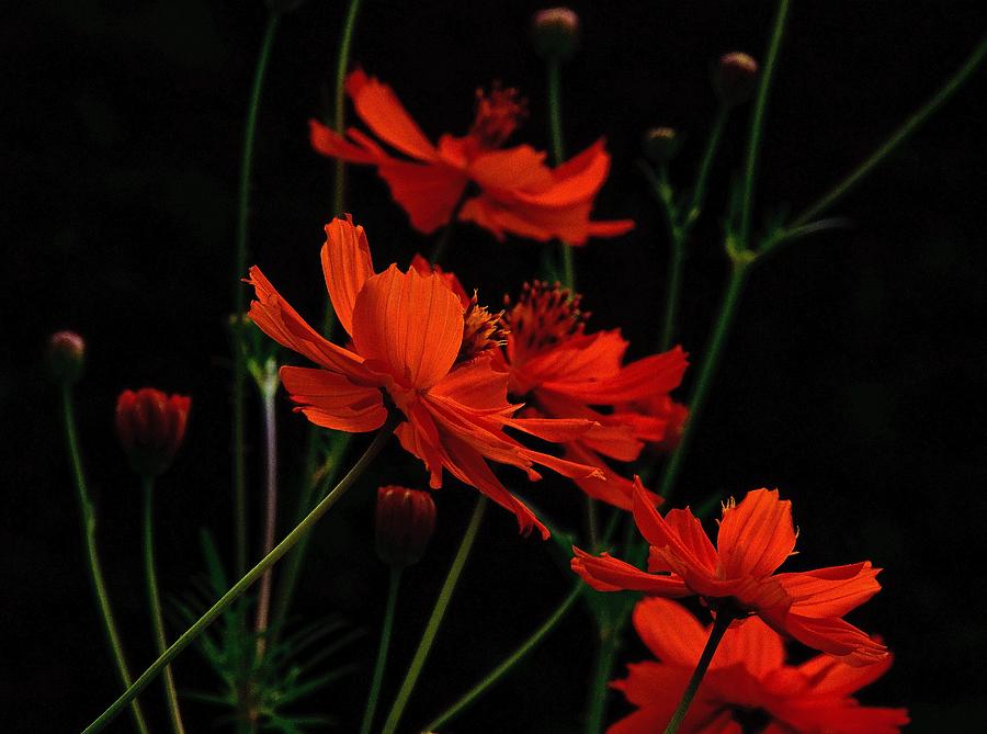 Orange Cosmos Photograph by John Harding