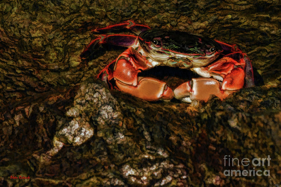 Orange Crab Arms Photograph by Blake Richards