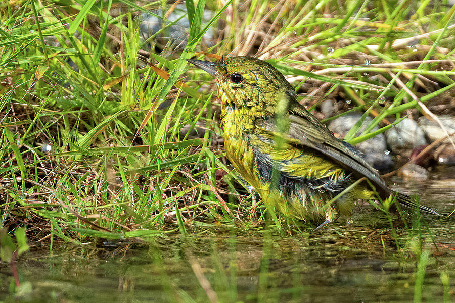 Orange-crowned Warbler Bathing Photograph by Timothy Anable