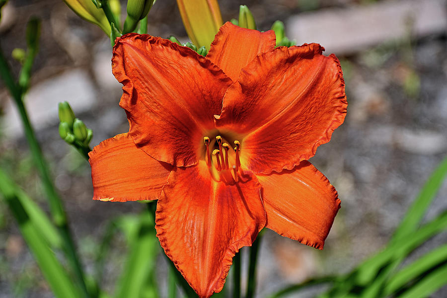 Orange Crush Daylily 2 Photograph by Heron And Fox - Fine Art America