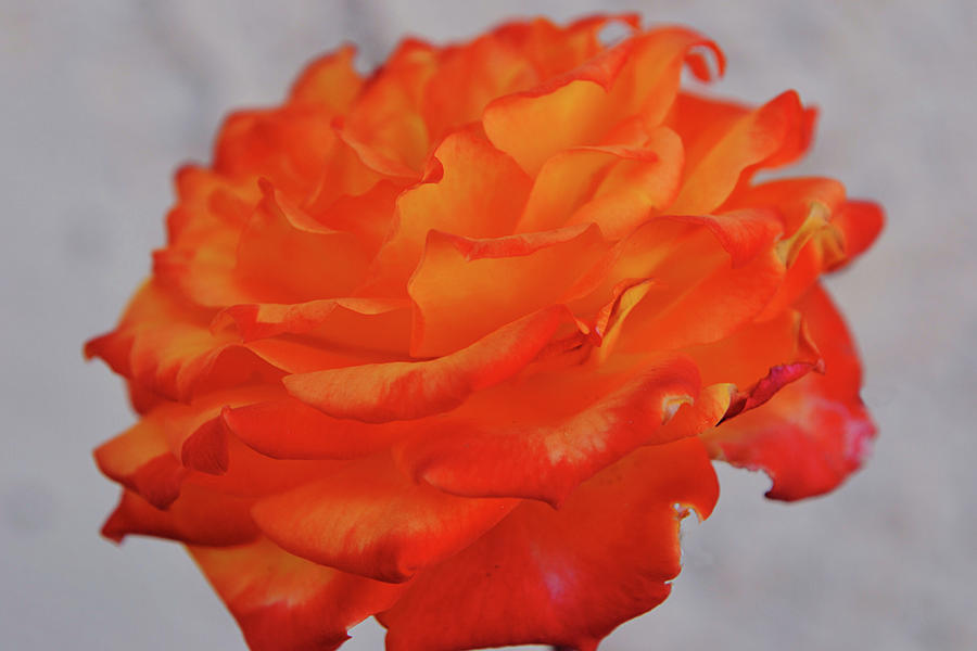 Orange Crush Rose Bloom Photograph