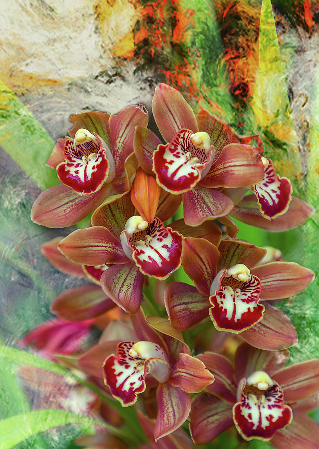 Orange Cymbidium Orchid Photograph by Cate Franklyn