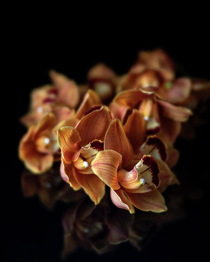 Orange Cymbidium Orchid I Photograph by Lily Malor