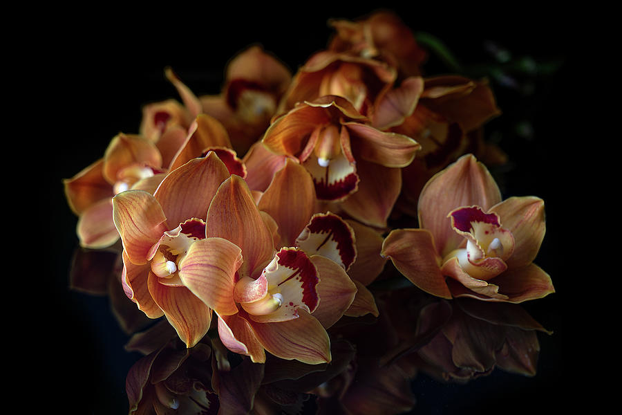 Orange Cymbidium Orchid II Photograph by Lily Malor