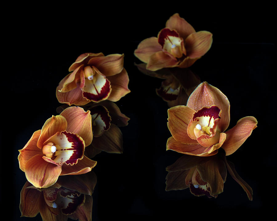 Orange Cymbidium Orchid III Photograph by Lily Malor