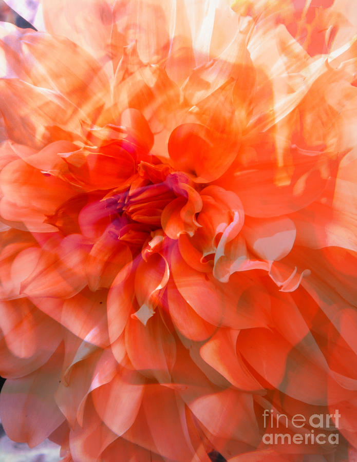 Orange Dahlia Abstract Photograph by Carol Groenen