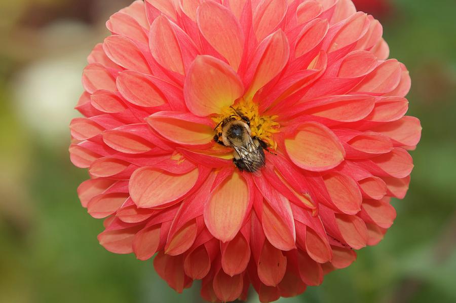 Orange Dahlia and Bee Photograph by Caroline Stella