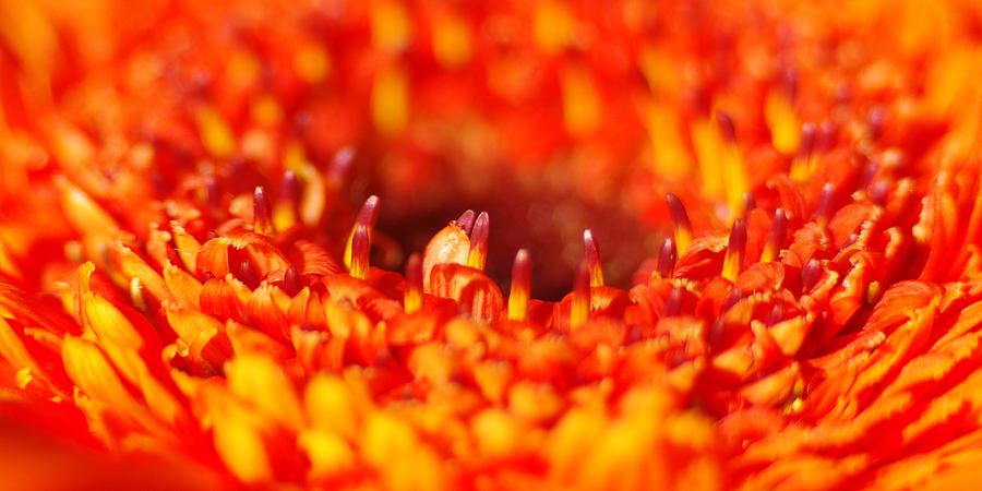 Orange Dahlia Burst Photograph