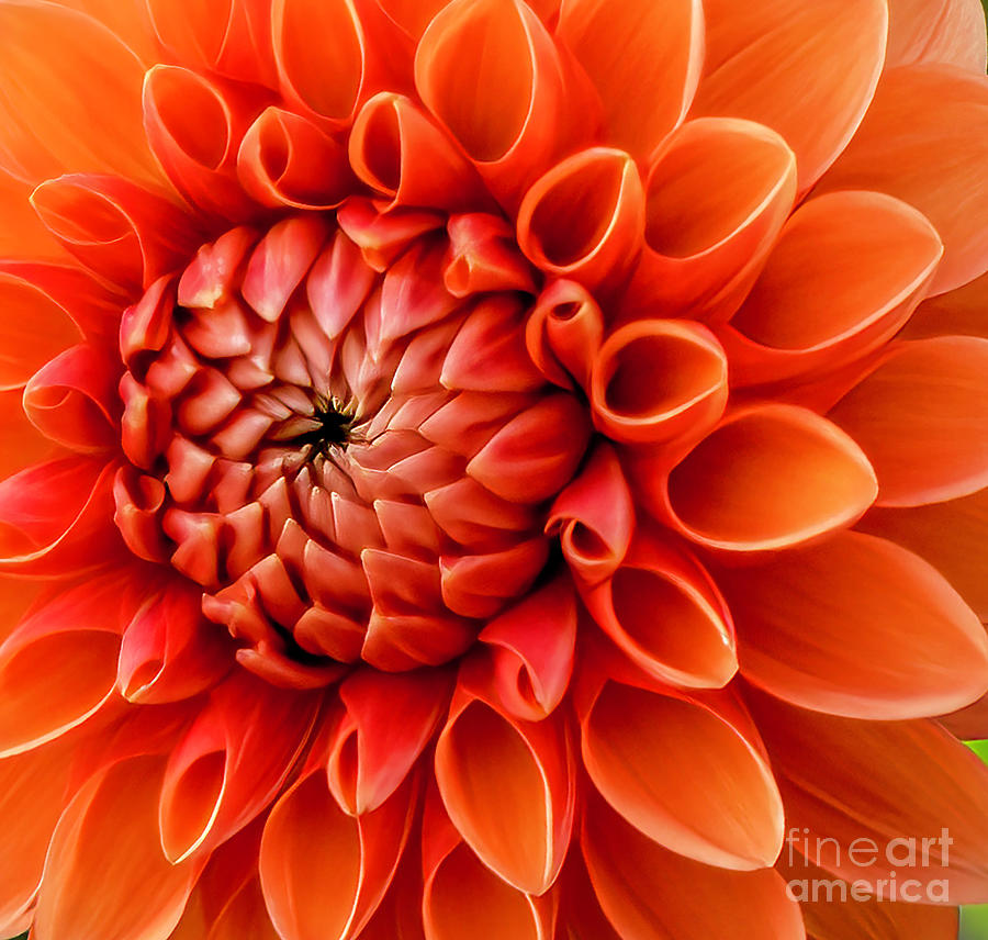 Orange Dahlia Photograph by Cathy Donohoue