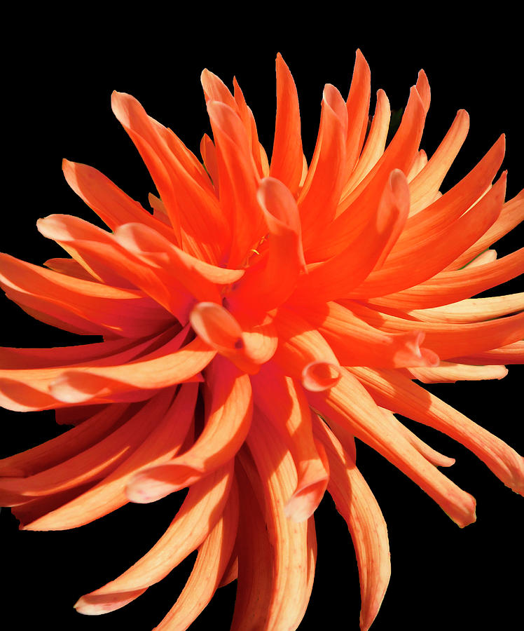 Orange Dahlia Photograph by Emmy Marie Vickers
