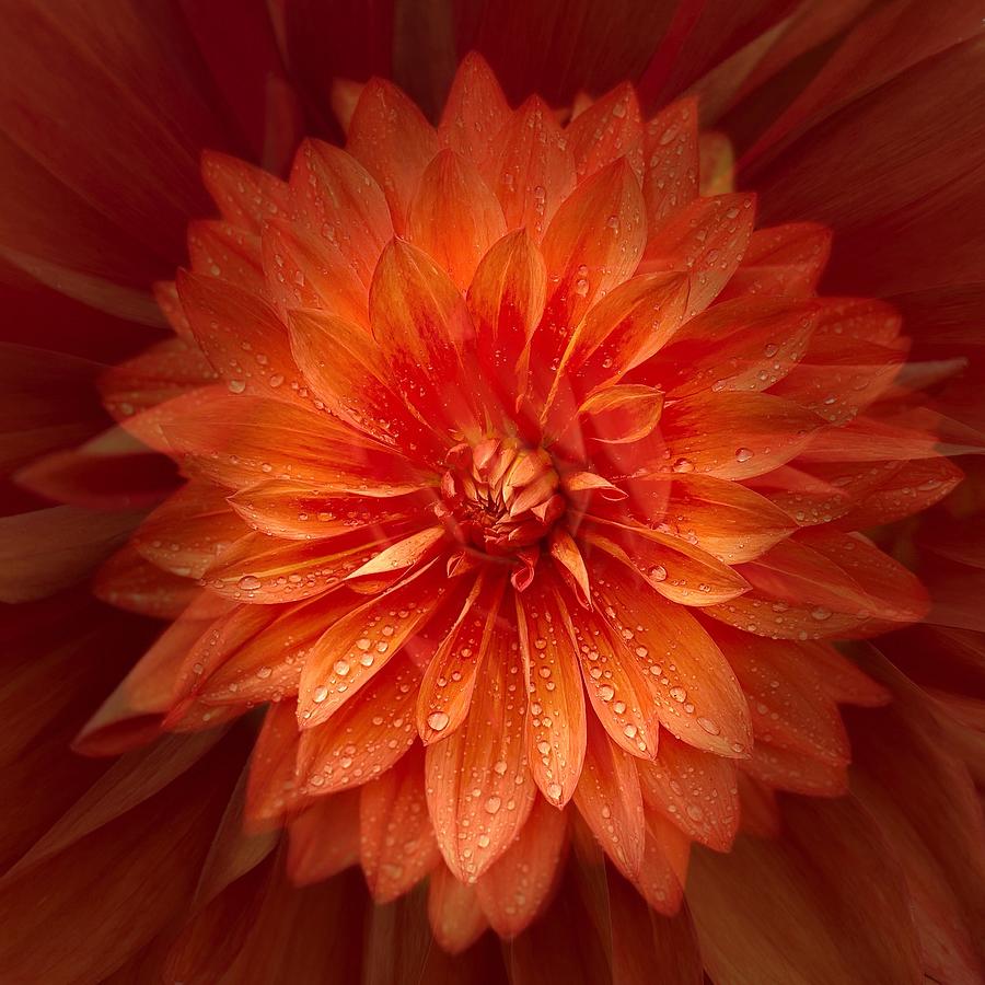 Summer Photograph - Orange Dahlia Macro  by Jerry Abbott