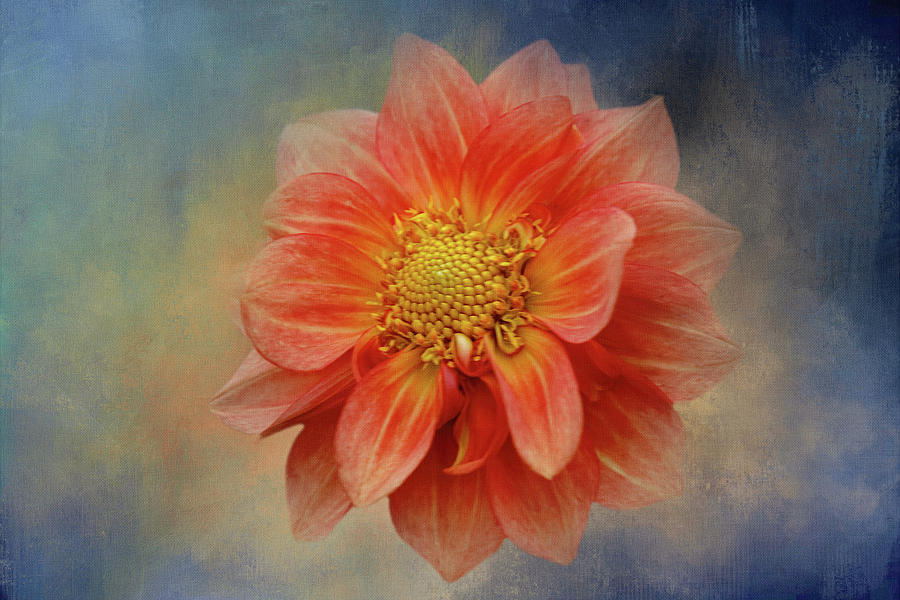 Orange Dahlia on Blue Digital Art by Terry Davis