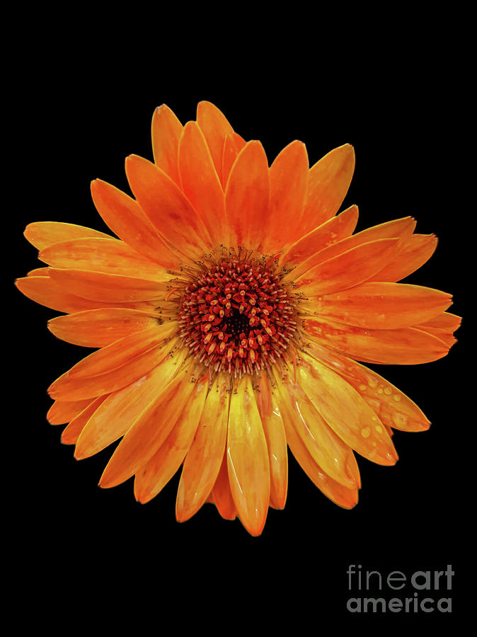 Orange Daisy - Black Background Photograph by Tony Baca
