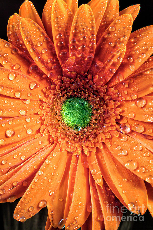 Orange Daisy Colors Up Close Photograph by John Rizzuto