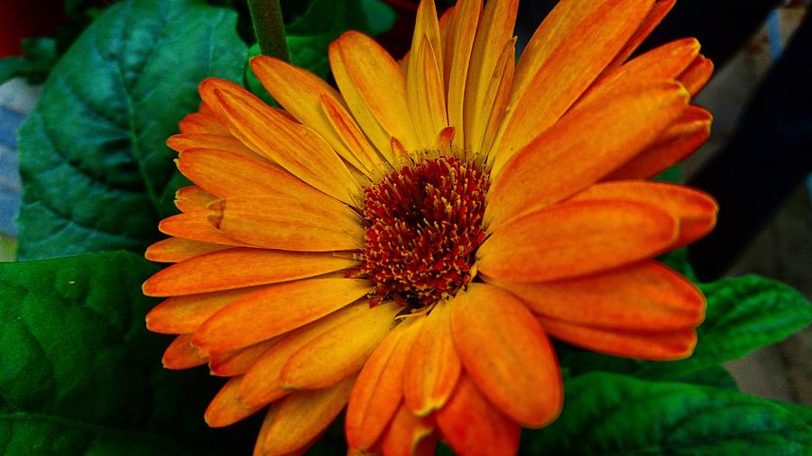 Orange daisy  Photograph by Faa shie