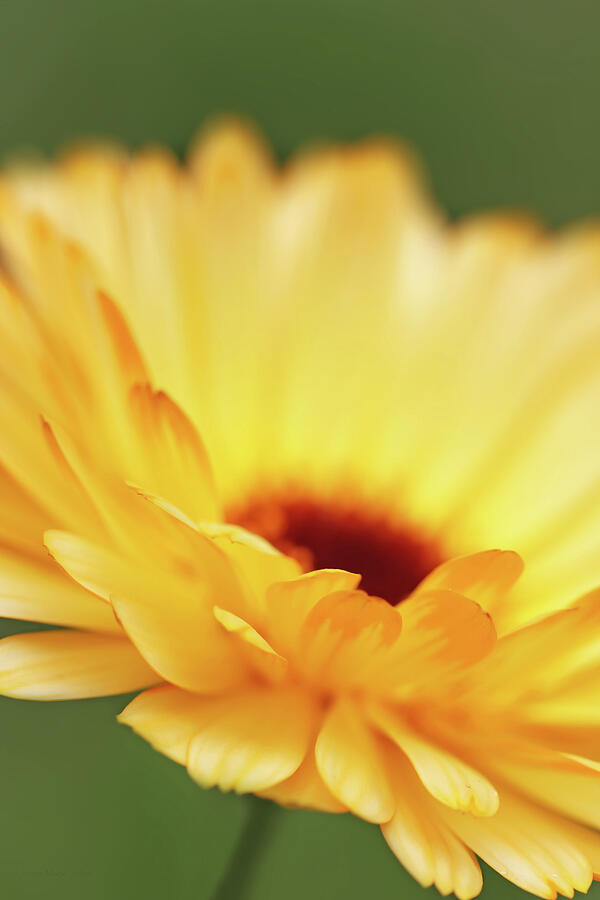 Orange Yellow Daisy Flower Macro Photograph by Jennie Marie Schell