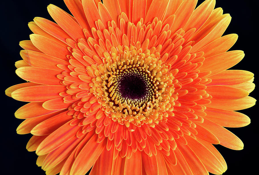 Orange Daisy Flower On Black Background Photograph