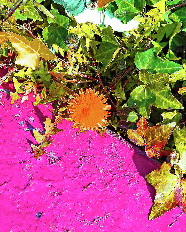 Orange Dandelion on Pink Concrete by Andrew Lawrence Orange Dandelion on Pink Concrete by Andrew Lawrence