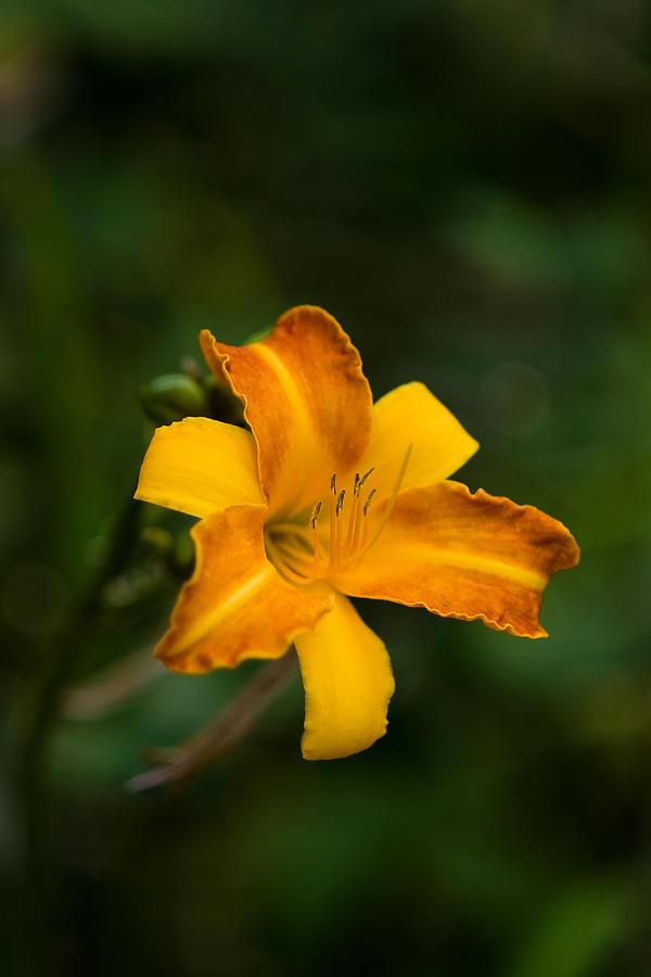 Orange Day Lily - 138204 Photograph