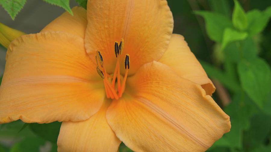 Orange Day Lily Photograph