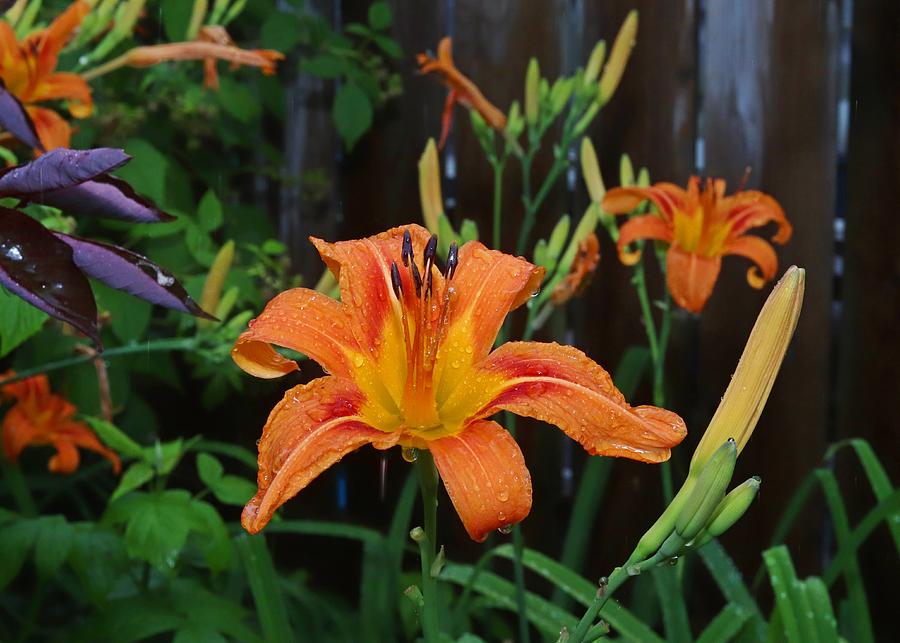 Orange Day Lily After The Rain Photograph