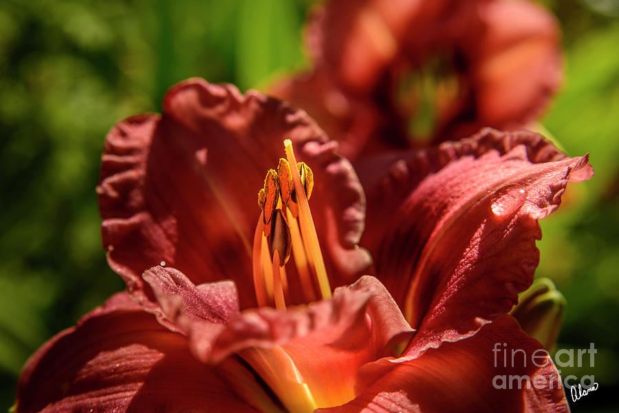 Orange Day Lily Photograph by Alana Ranney
