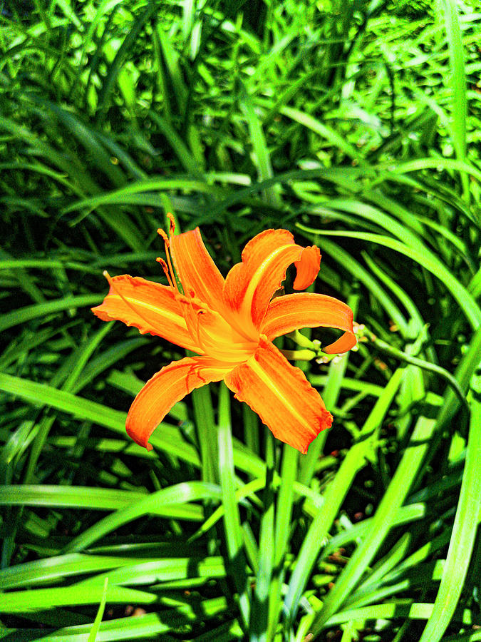 Orange Day Lily Photograph by Aydin Gulec