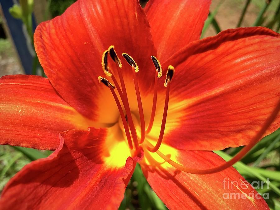 Glowing Orange Day Lily Photograph by Eunice Warfel
