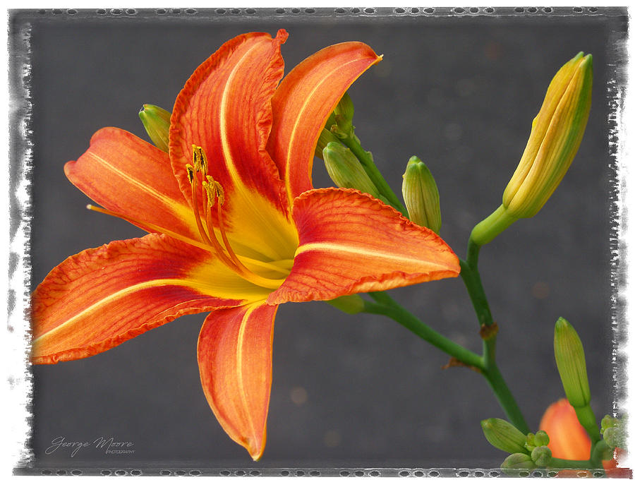 Orange Day Lily Photograph by George Moore