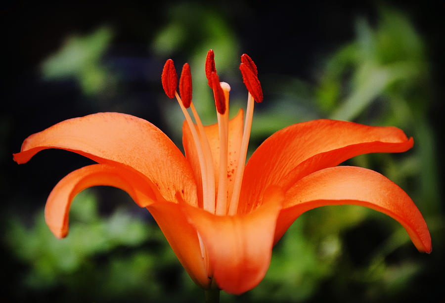 Orange Day Lily Profile Photograph by Gaby Ethington