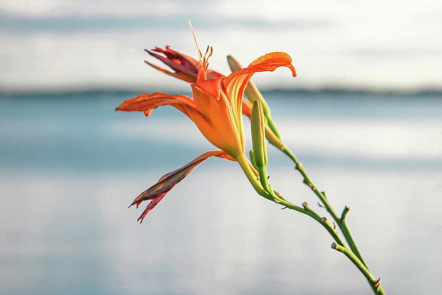 Orange Day Lily Photograph by Todd Klassy